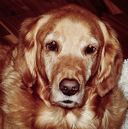 Pet Photography - Dog Gazing