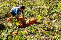 Portrait Photography - Youth in Pumpkin Field - Indian Trail North Carolina