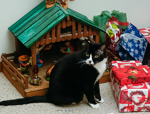 Pet Photography - Posing by Nativity Scene