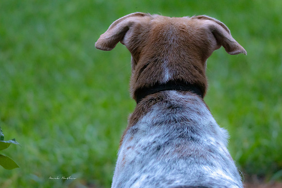 Pet Photography - Dog Gazing in Field