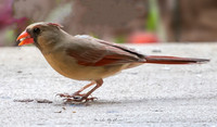 Nature Photography - Cardinal Eating on Patio