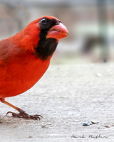 Nature Photography - Cardinal on Patio Close up