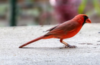 Nature Photography - Cardinal Posing