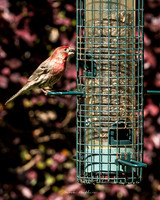 Nature Photography = Bird on Feeder 1