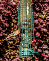 Nature Photography = Bird on Feeder 3