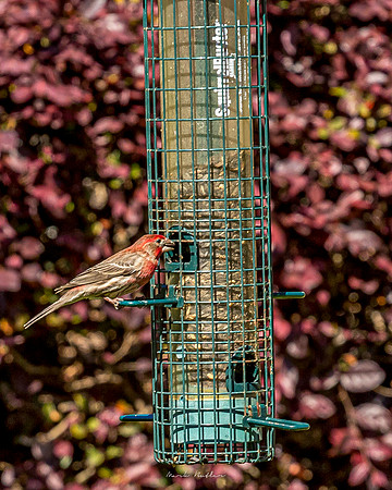 Nature Photography = Bird on Feeder 3