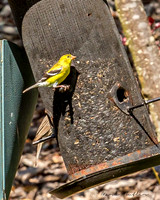 Nature Photography = Bird on Feeder 2