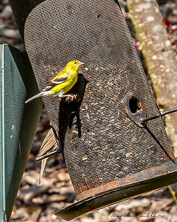 Nature Photography = Bird on Feeder 2