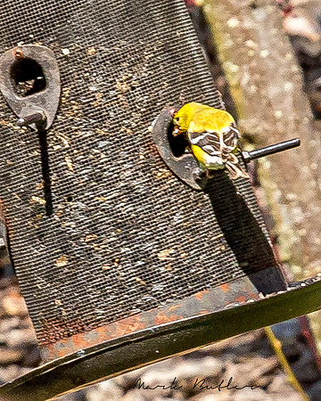 Nature Photography = Bird on Feeder 4