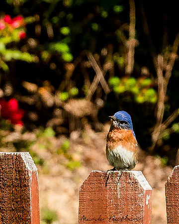 Nature Photography = Bird on Fence 1