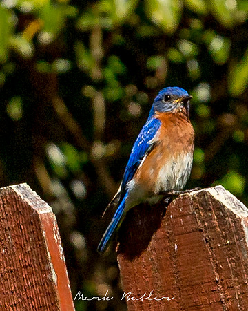 Nature Photography = Bird on Fence 2