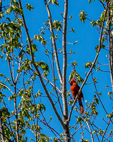 Nature Photography = Bird in Tree 2