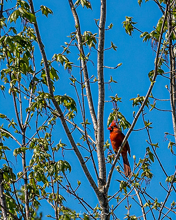 Nature Photography = Bird in Tree 2