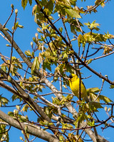 Nature Photography = Bird in Tree 1