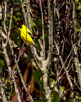Nature Photography = Bird Nature Photography = Bird on Feeder 3