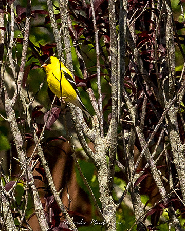 Nature Photography = Bird Nature Photography = Bird on Feeder 3