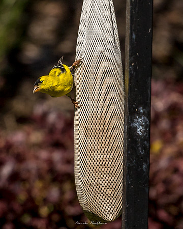 Nature Photography = Bird on Feeder 8