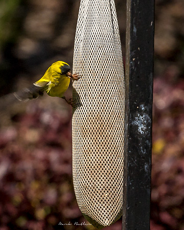 Nature Photography = Bird on Feeder 7