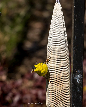 Nature Photography = Bird on Feeder 6