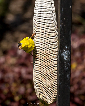 Nature Photography = Bird on Feeder 5