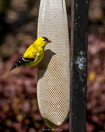 Nature Photography = Bird on Feeder 9