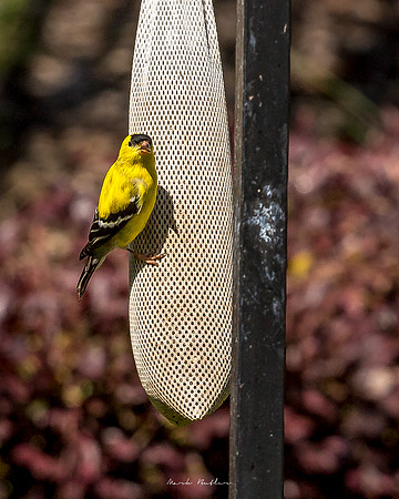 Nature Photography = Bird on Feeder 11
