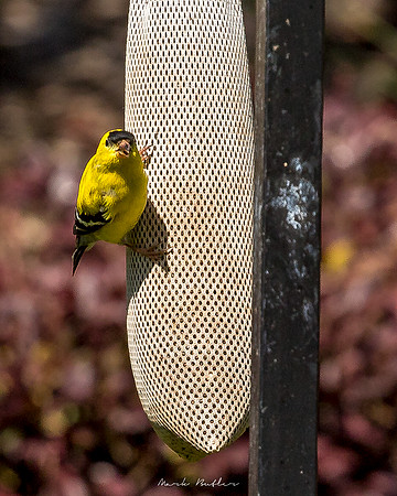 Nature Photography = Bird on Feeder 10