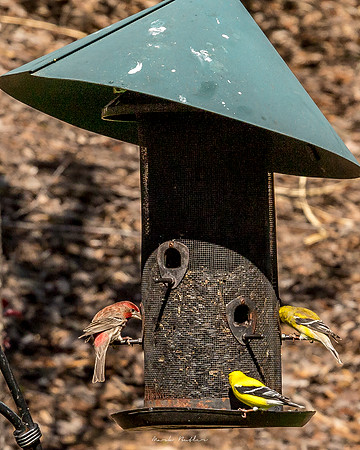 Nature Photography = Bird on Feeder 12