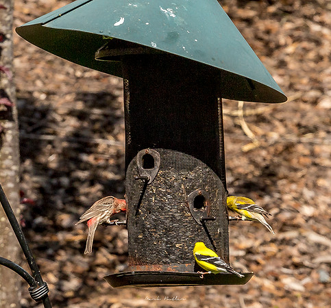 Nature Photography = Bird on Feeder 13