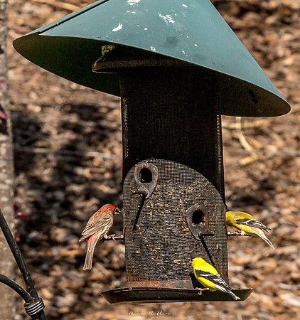 Nature Photography = Bird on Feeder 14