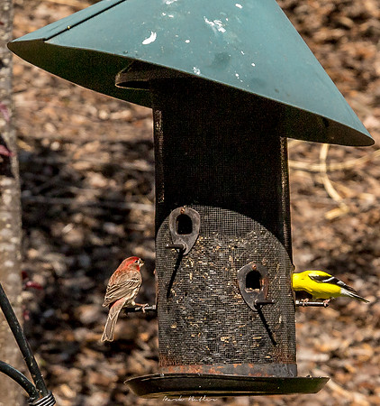 Nature Photography = Bird on Feeder 17
