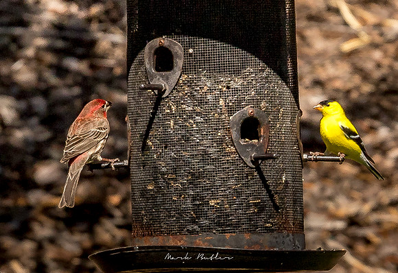 Nature Photography = Bird on Feeder 15