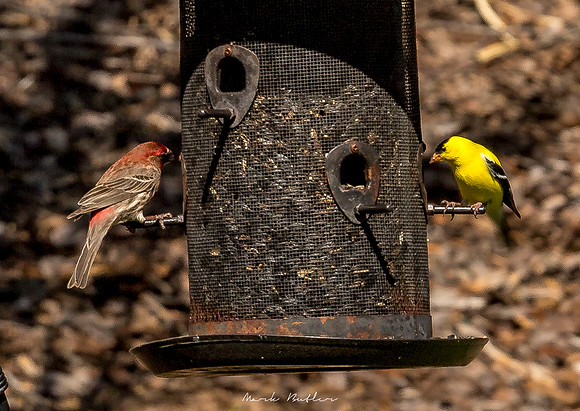 Nature Photography = Bird on Feeder 16