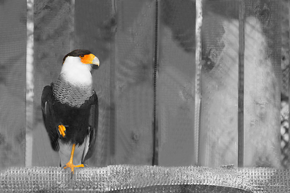 Wildlife Photography - Bird On Limb