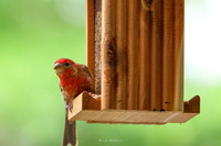 Nature Photography - Finch On Feeder