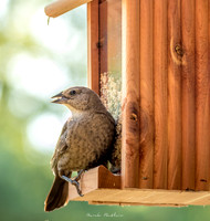 Nature Photography - Bird With Seed in Beak