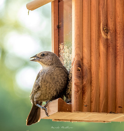Nature Photography - Bird With Seed in Beak
