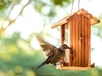 Nature Photography - Bird Landing on Feeder