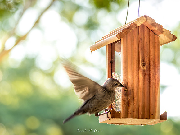 Nature Photography - Bird Landing on Feeder