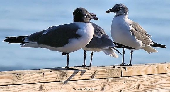 Nature Photography - Birds On Pier