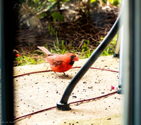 Nature Photography - Cardinal on Patio