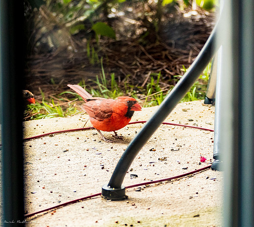 Nature Photography - Cardinal on Patio