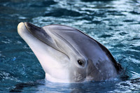Animal Photography - Smiling Dolphin