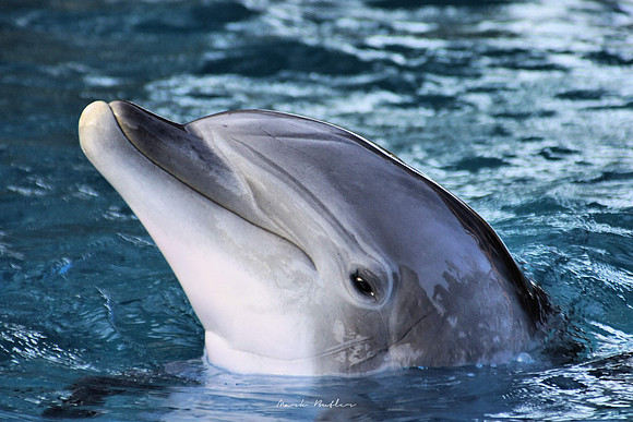 Animal Photography - Smiling Dolphin