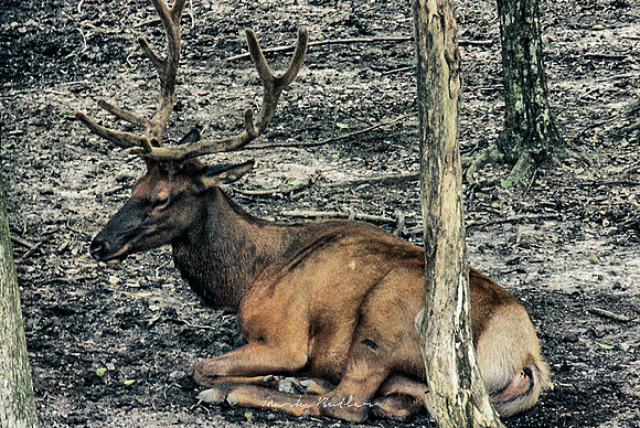 Wildlife Photography - Elk in Woods