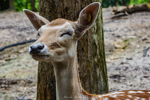 Wildlife Photography - Deer in Woods