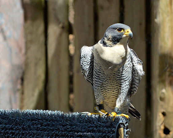 Wildlife Photography - Stunning Falcon