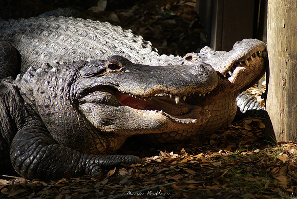 Wildlife Photography - Smiling Gators