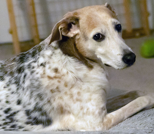 Pet Photography - Dog Resting and Posing