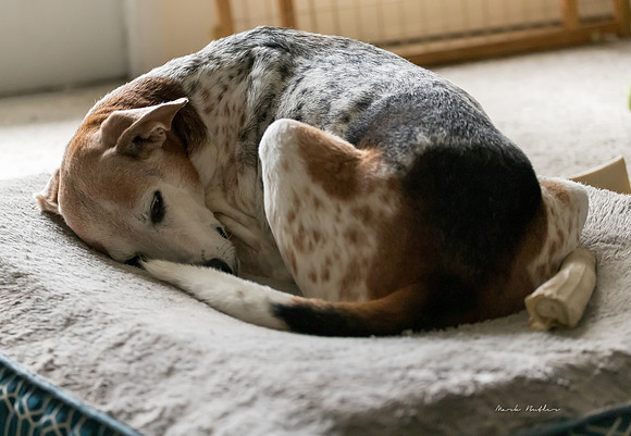 Pet Photography - Dog Sound Asleep